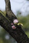 樱花树 