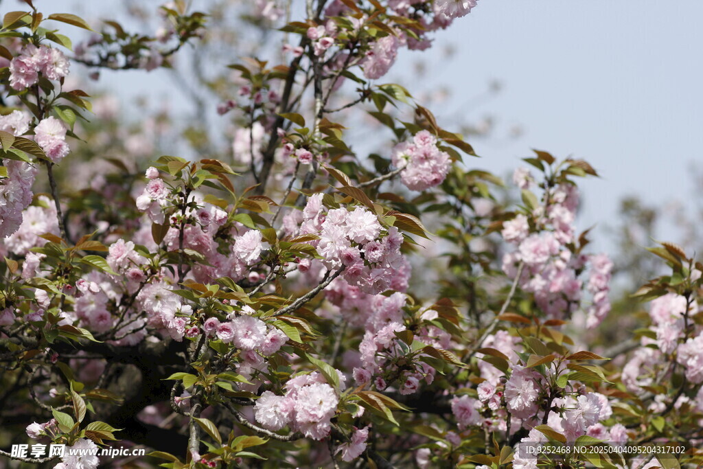  园林樱花树
