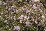 樱花树 
