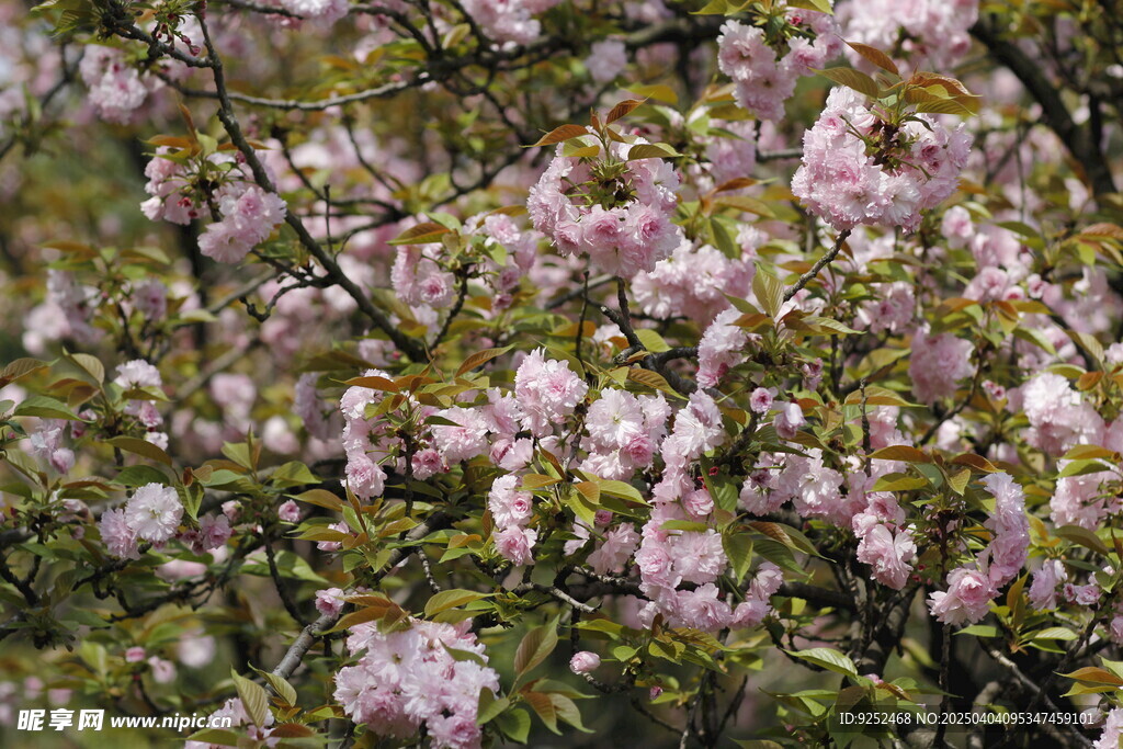 樱花树 