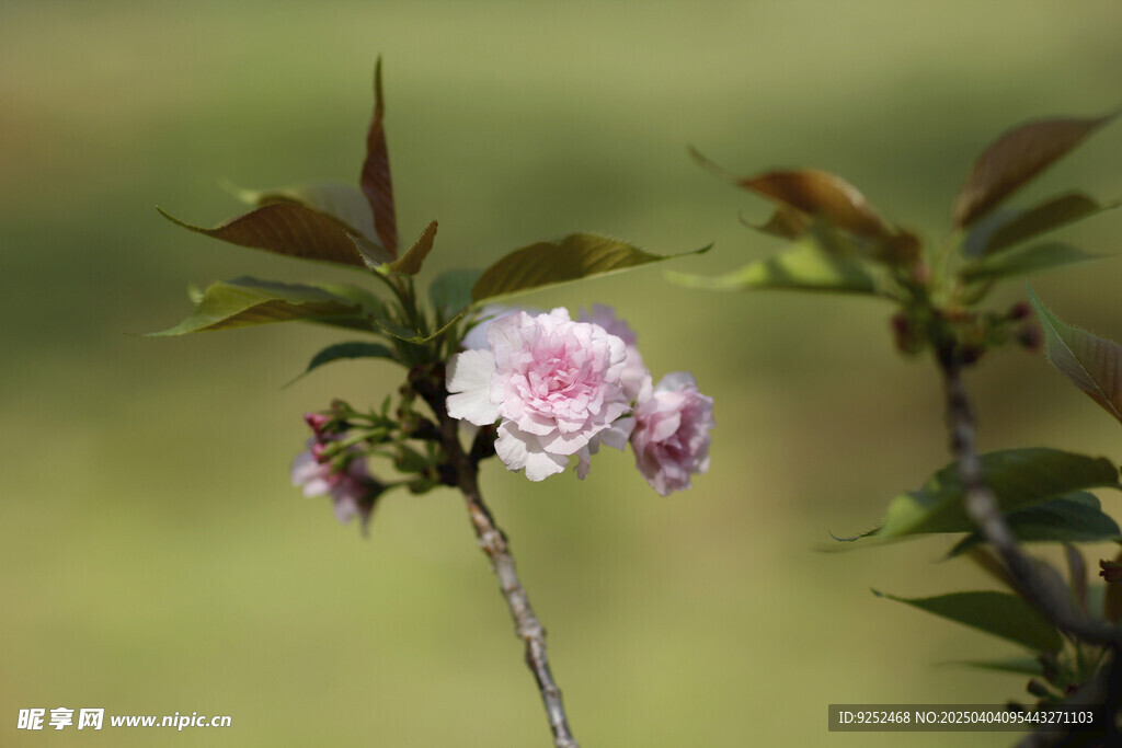 粉樱花 