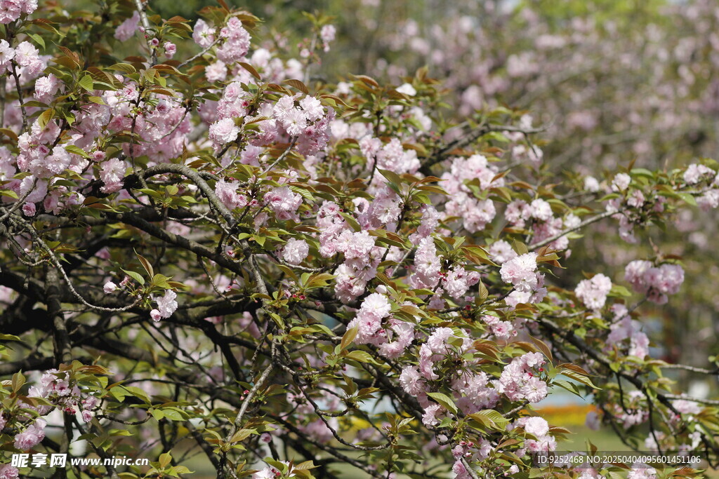 樱花树 