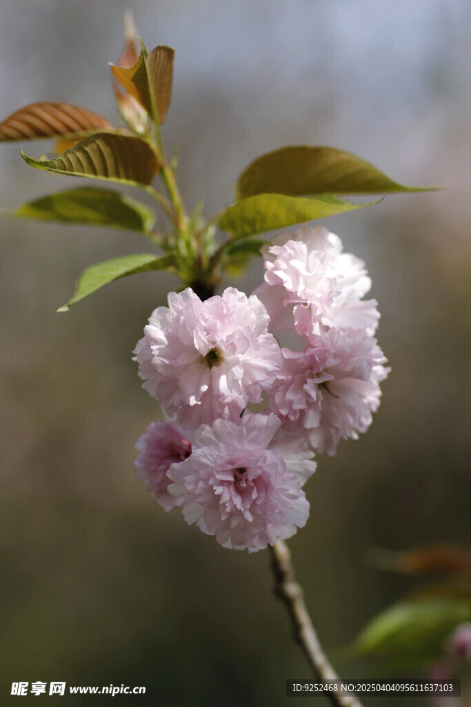 粉樱 
