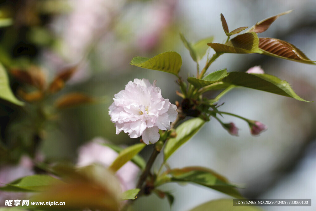 樱花树 