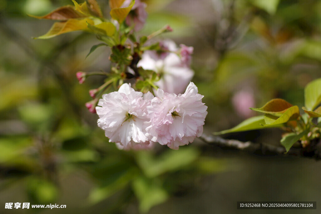 粉樱花 