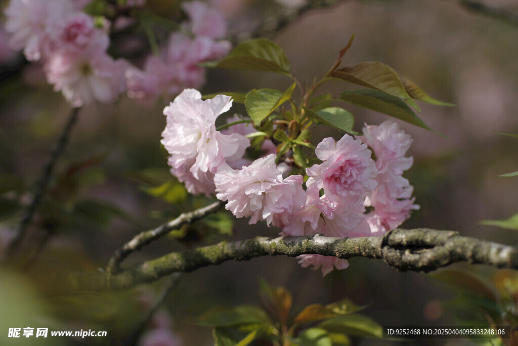 樱花