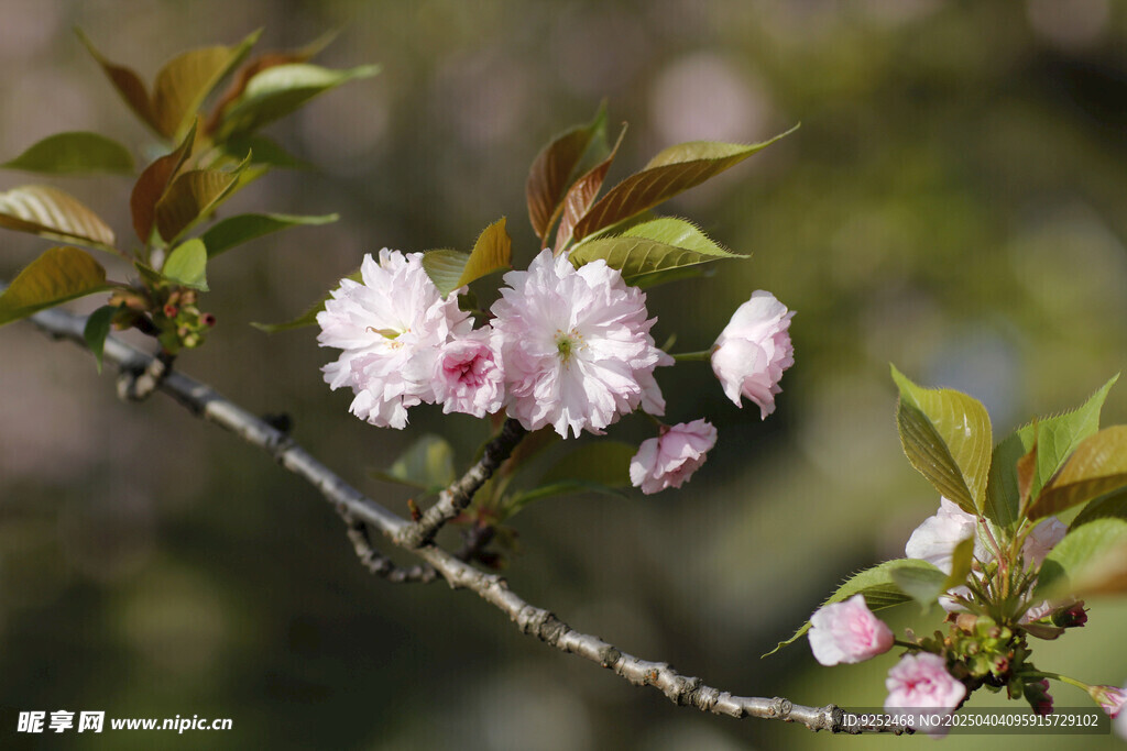 粉樱花 