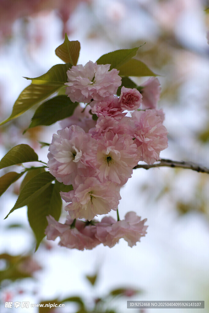 粉樱 