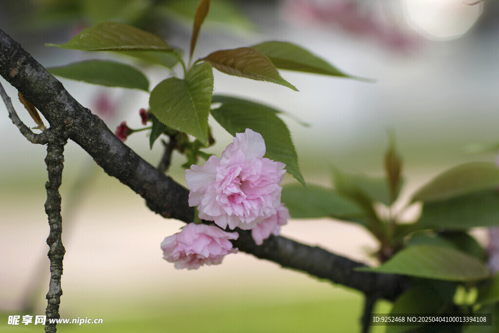 樱花 