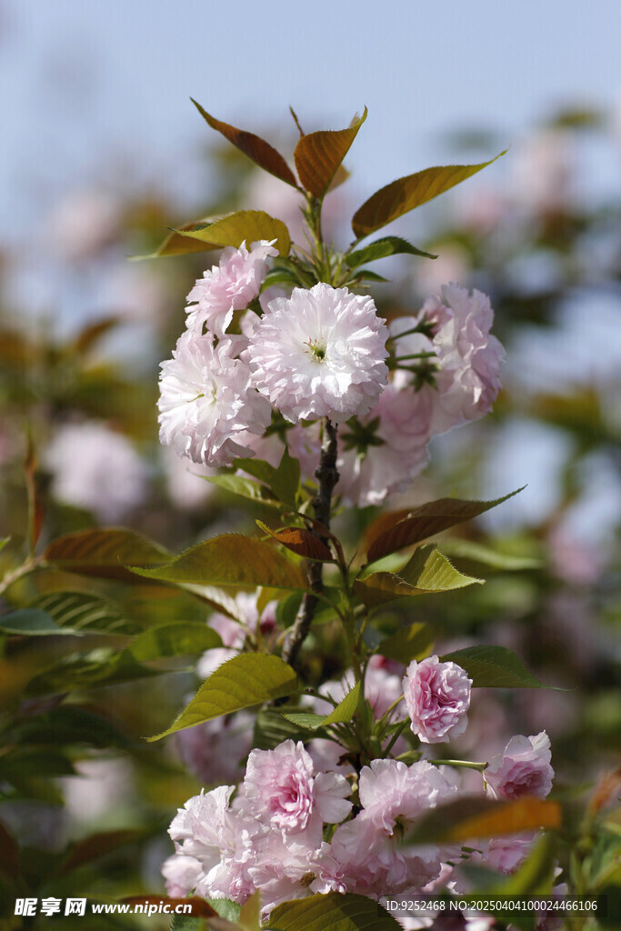  观赏樱花