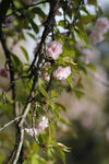 樱花树 
