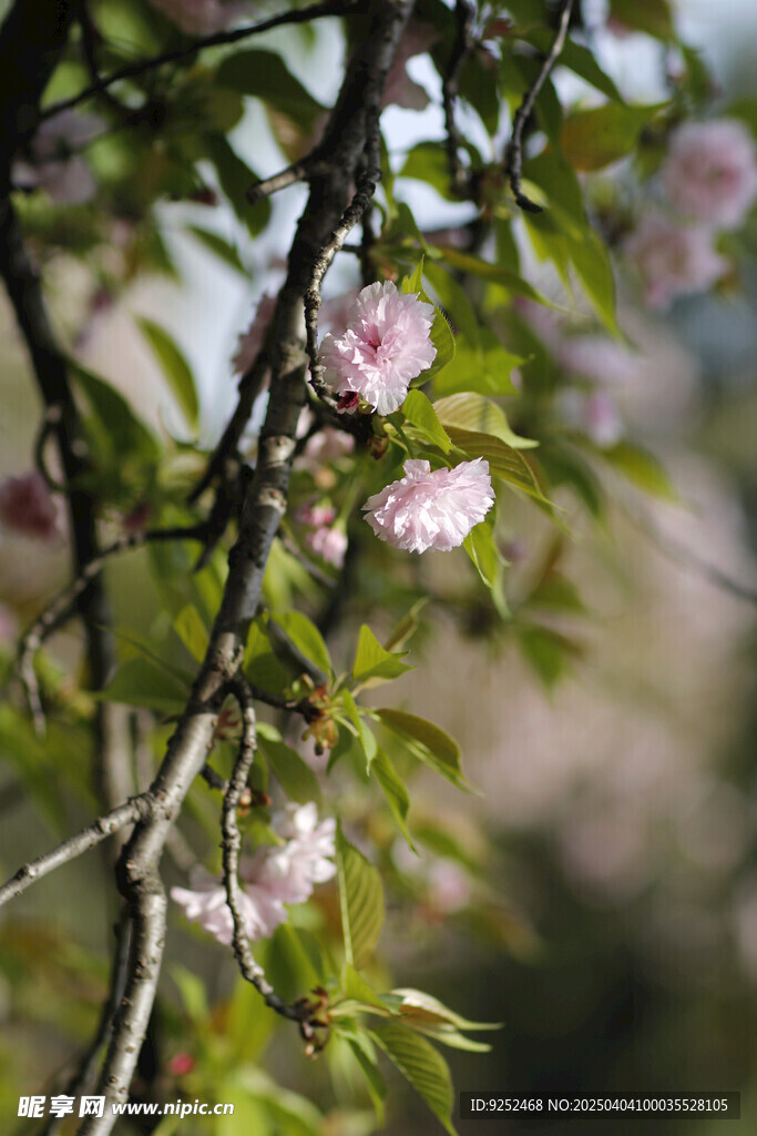 樱花树 
