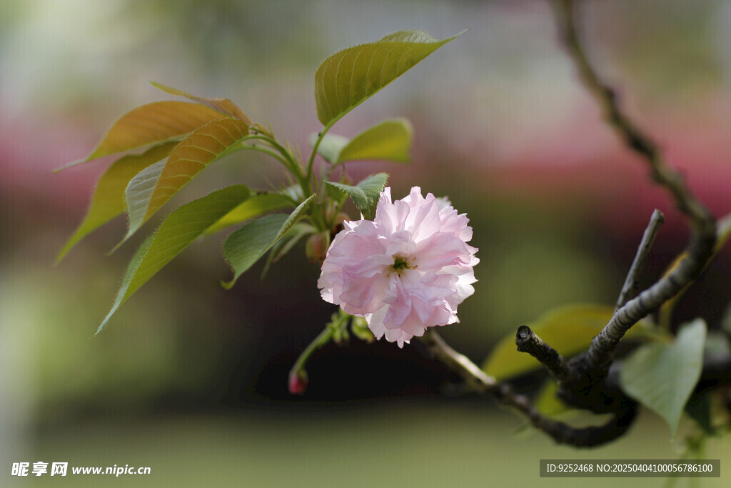 樱花