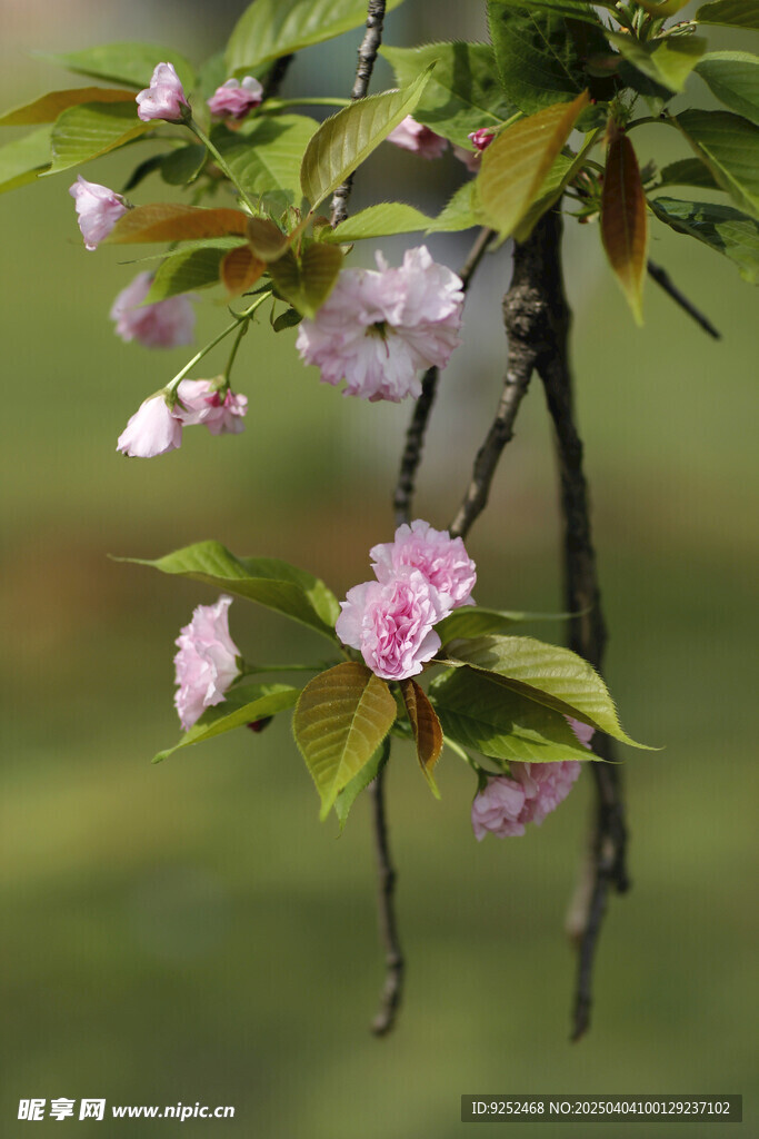 樱花 