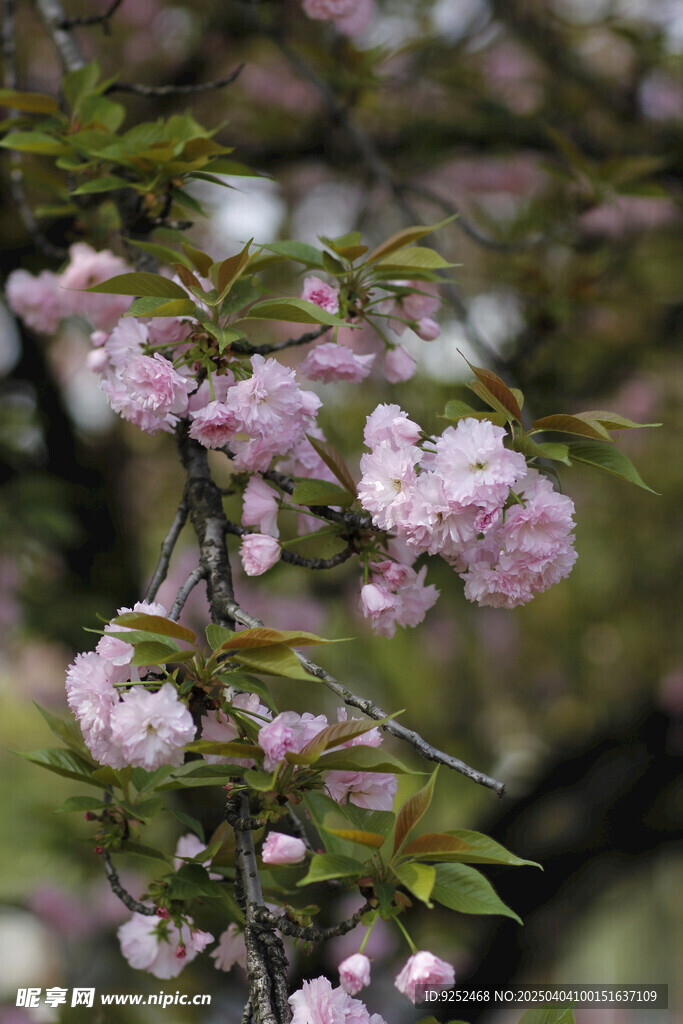 粉樱 