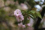 观赏樱花