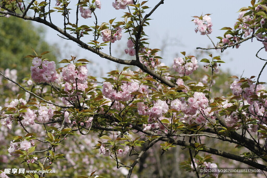 樱花 