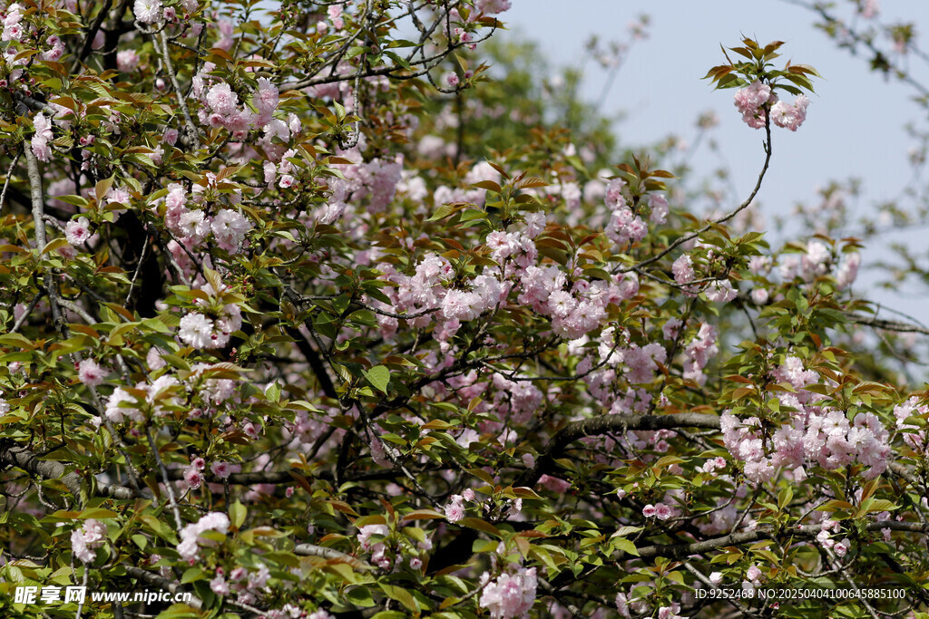 樱花树 