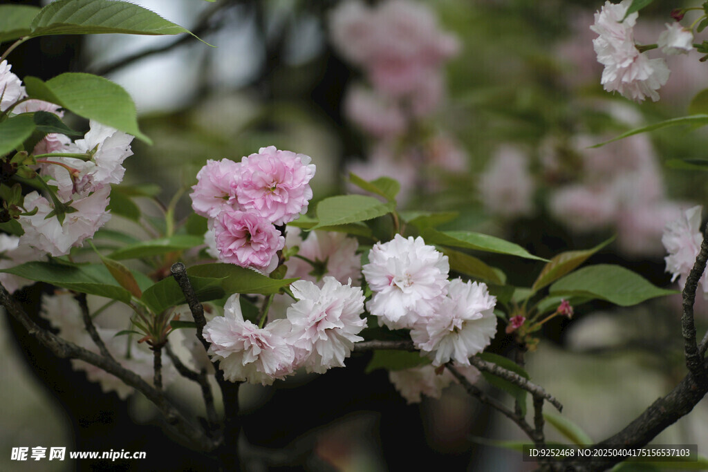 樱花