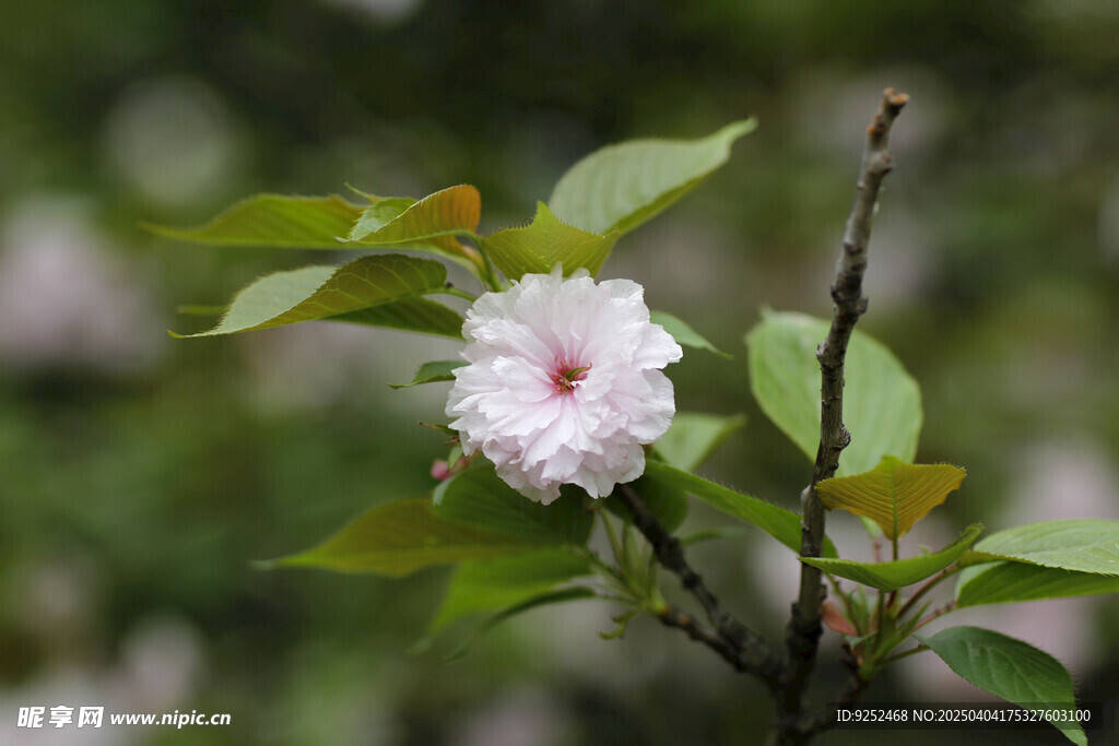  粉樱花 