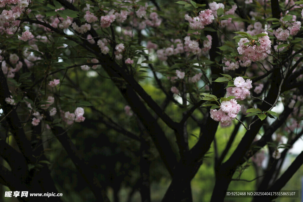 樱花树 