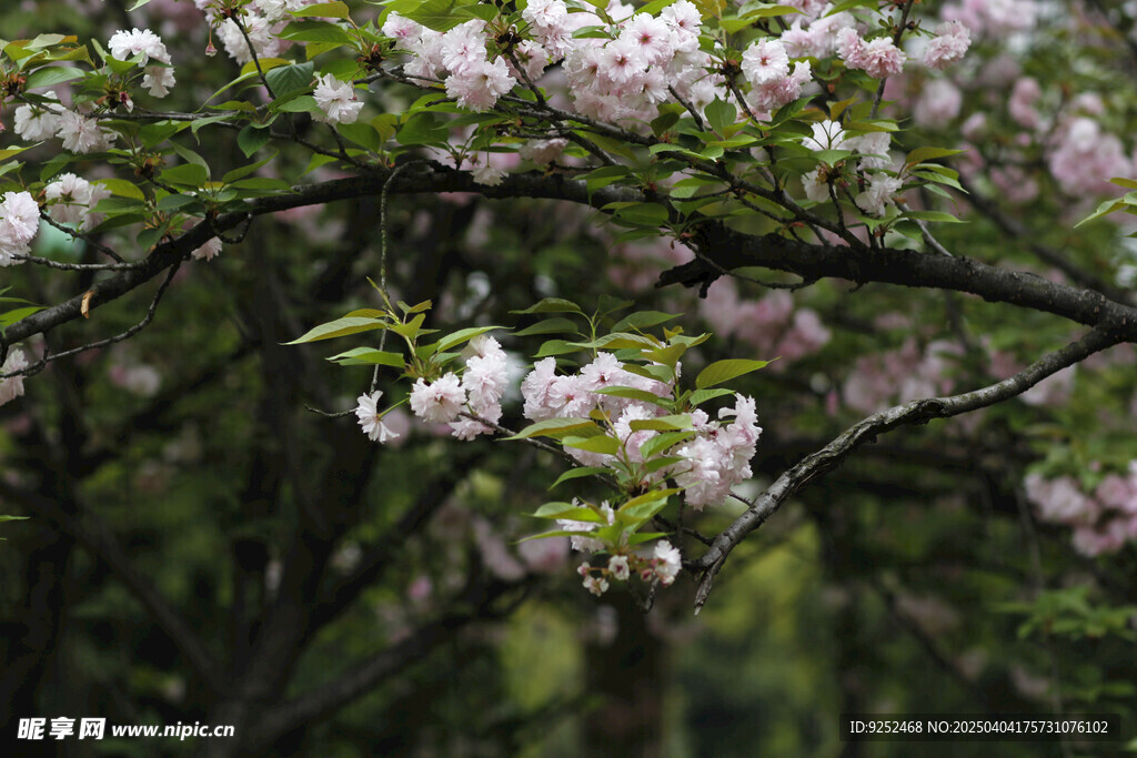 樱花树 