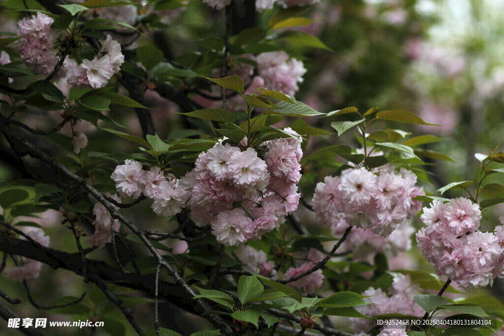 樱花