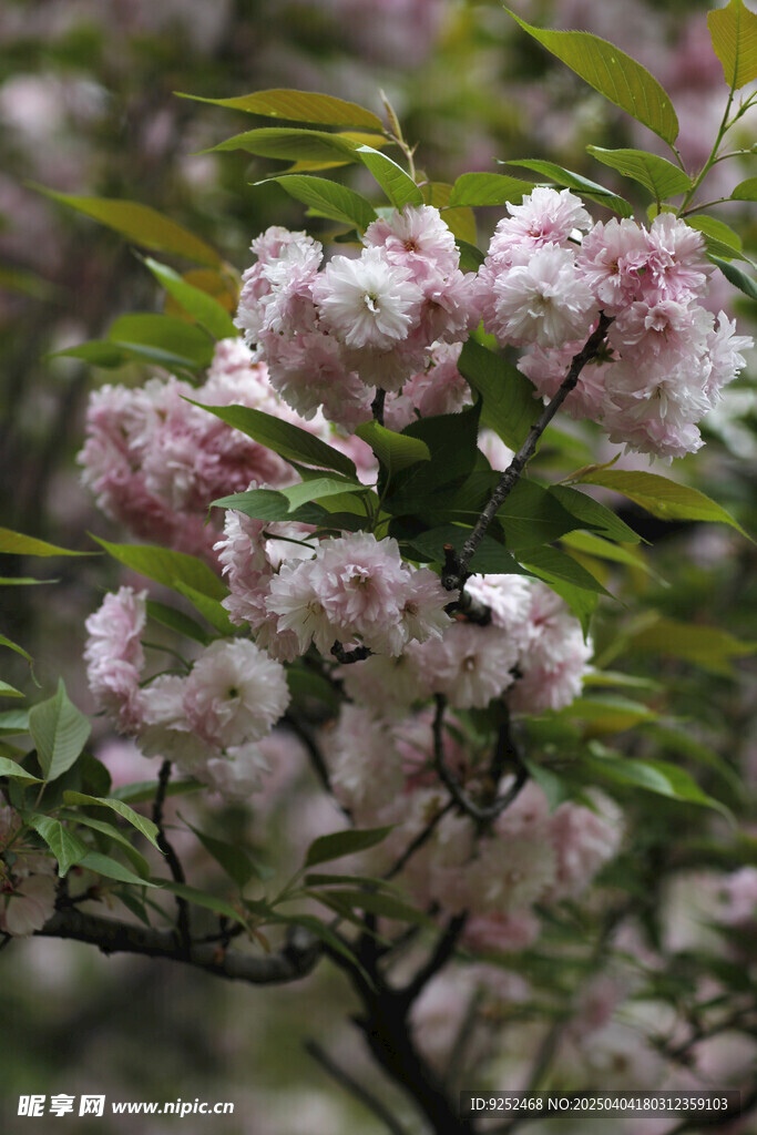  粉樱花