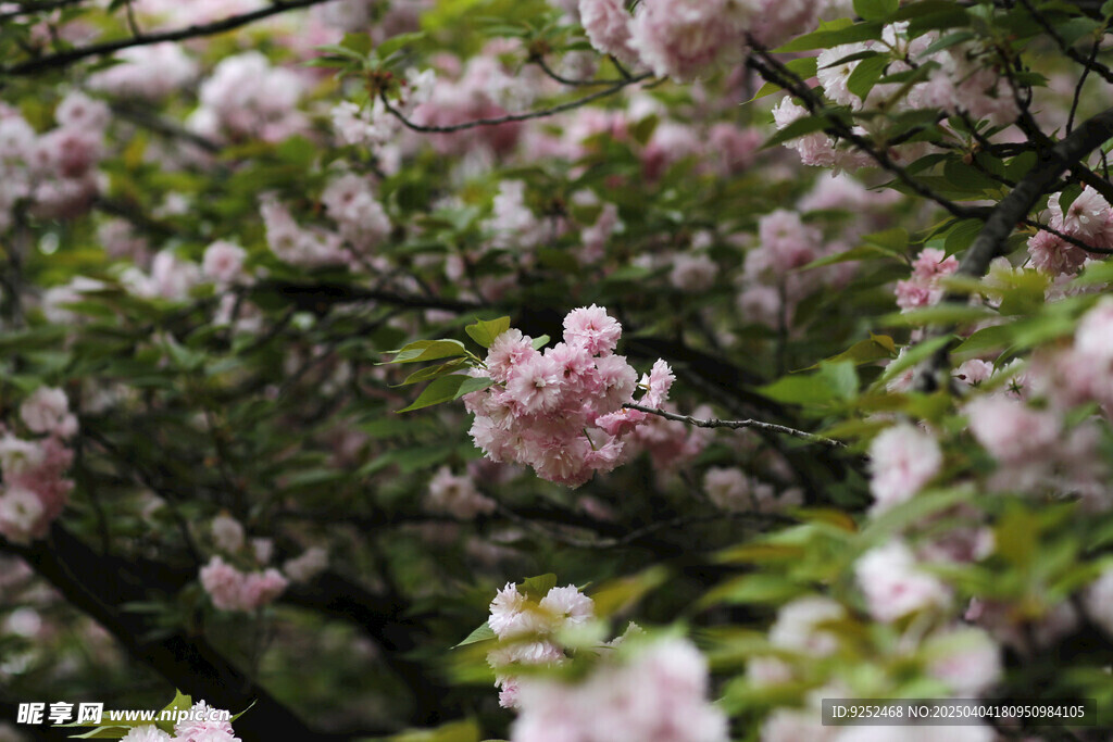 樱花枝 