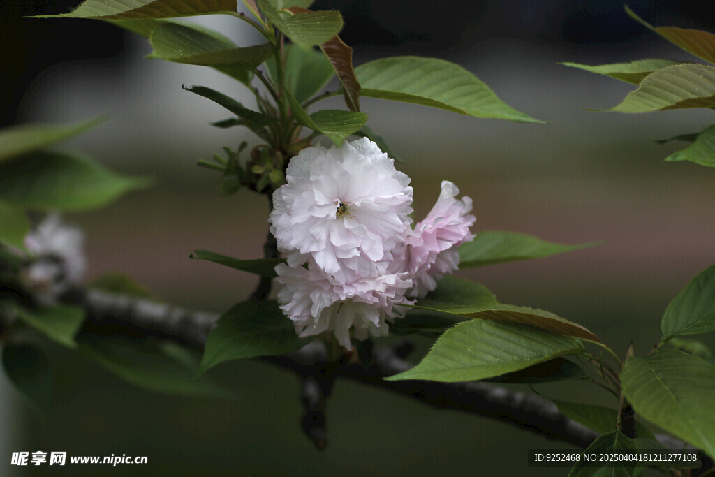樱花