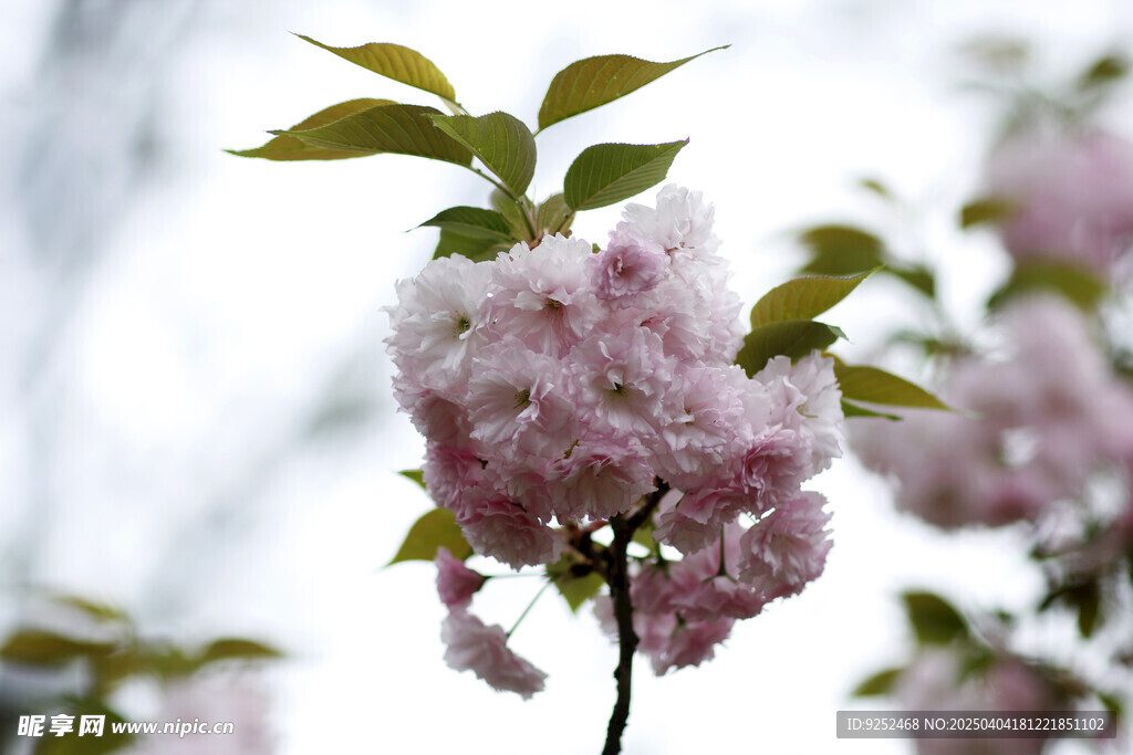 粉红樱花 