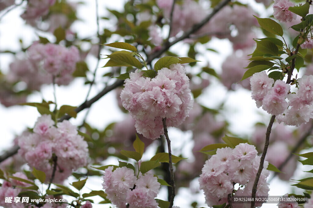 重瓣樱花 