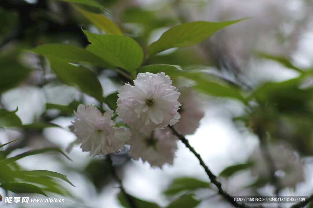 重瓣樱花