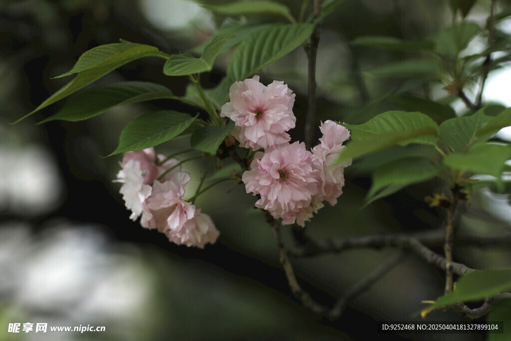 樱花 
