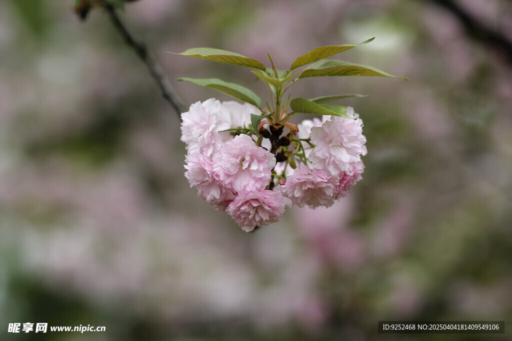 重瓣樱花 