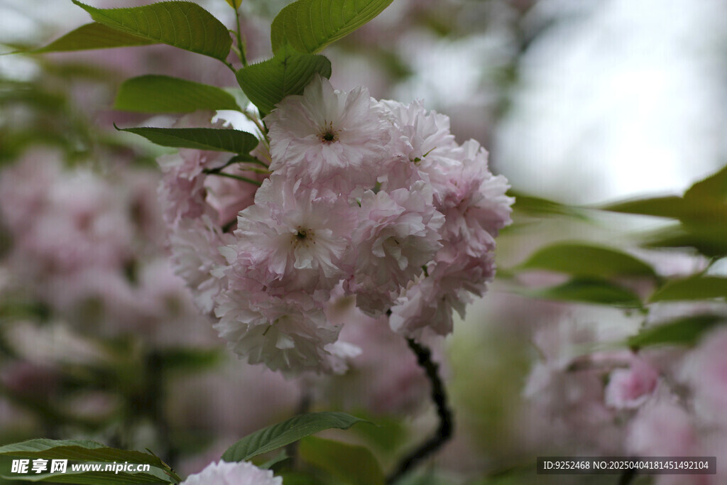  粉樱花