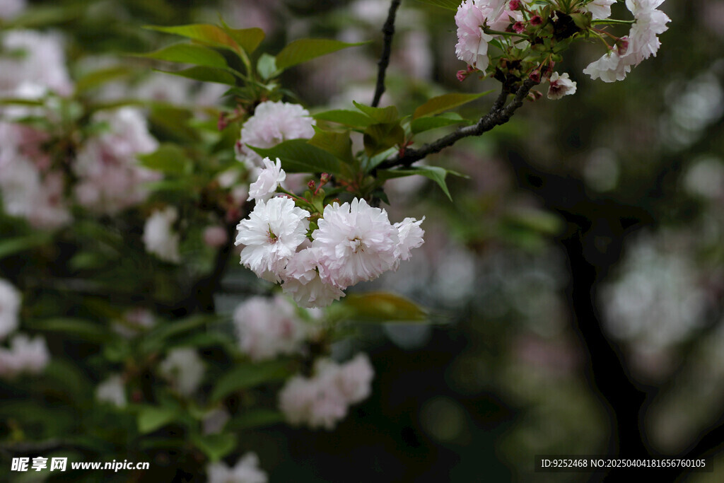重瓣樱花 
