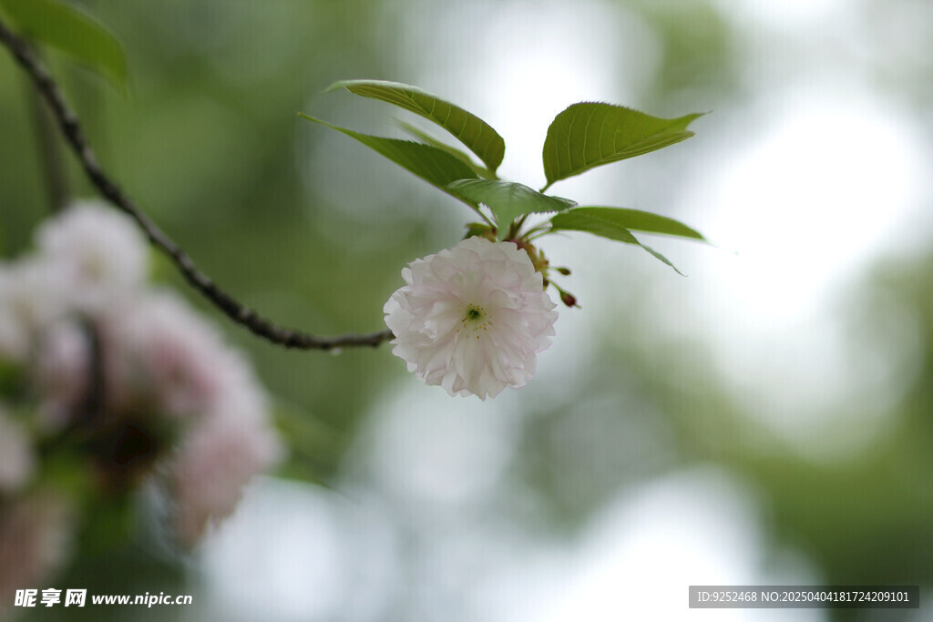 关山樱花 