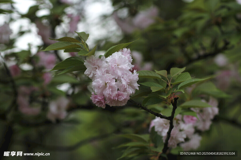 重瓣樱花 