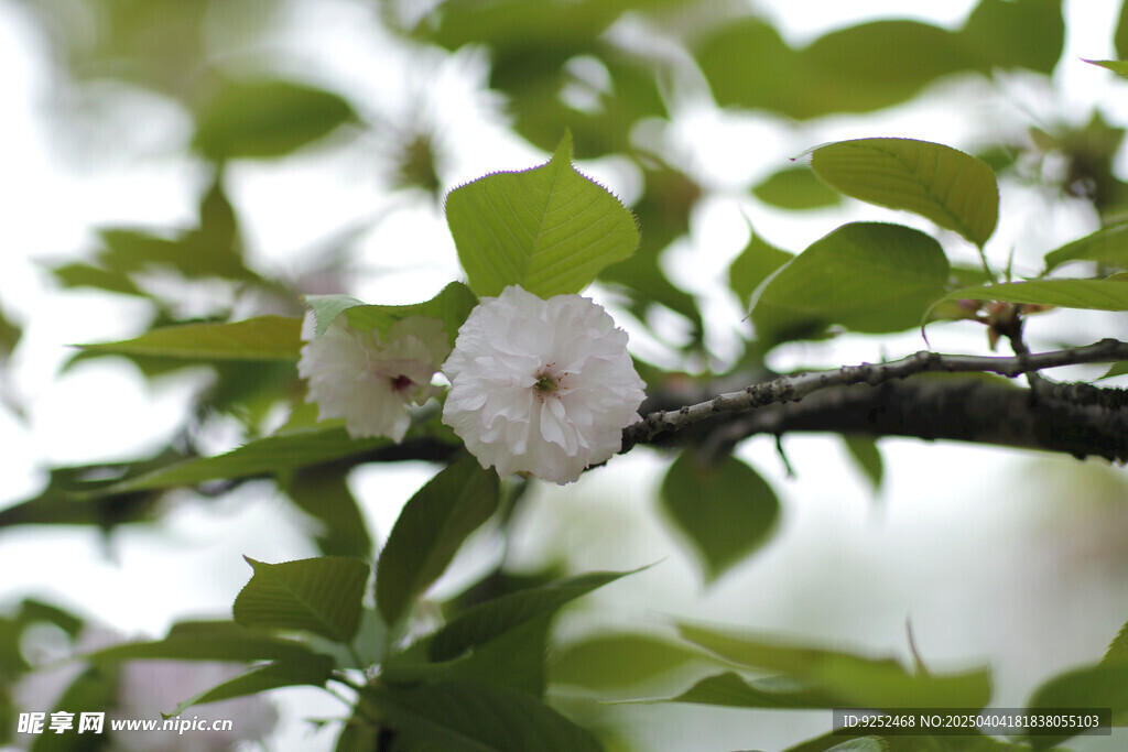 樱花枝 
