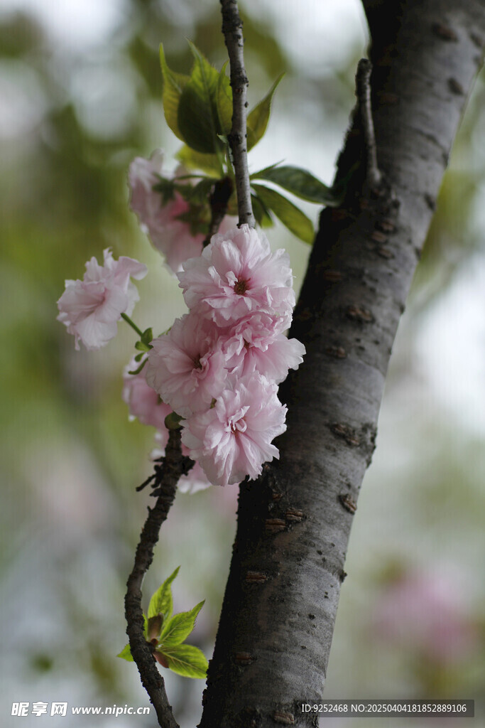 樱花树 