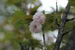 樱花枝 