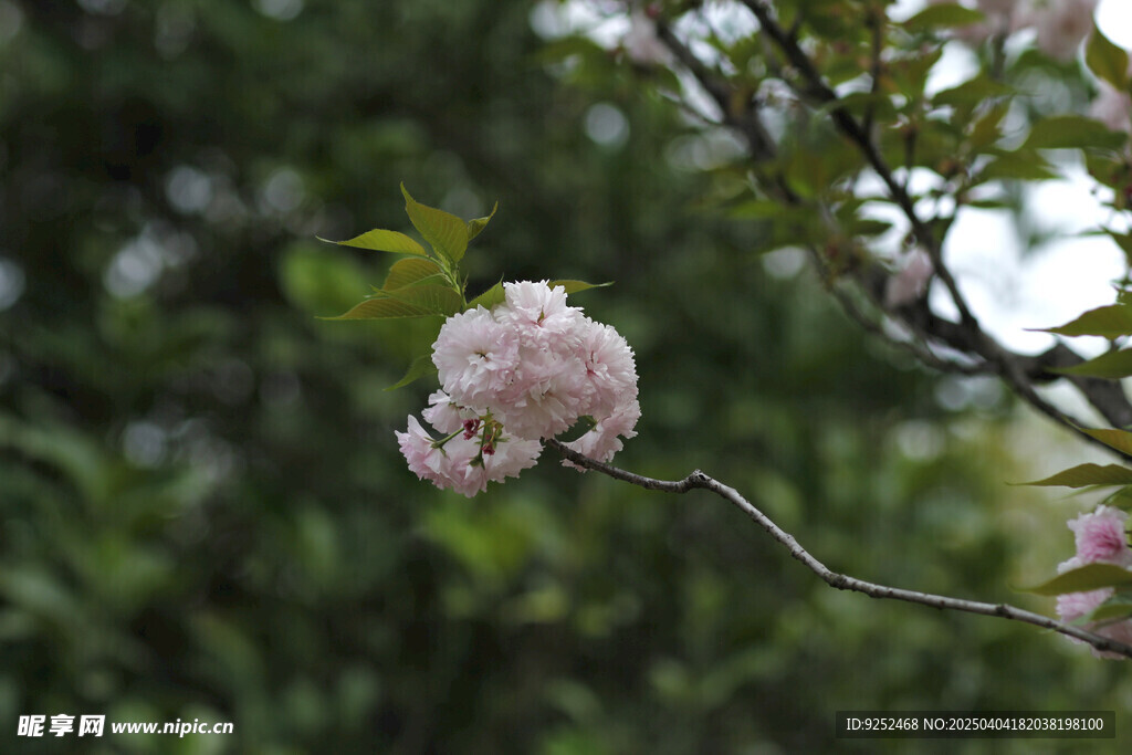 重瓣樱花 