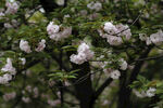 樱花树 