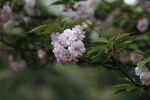 多瓣樱花 
