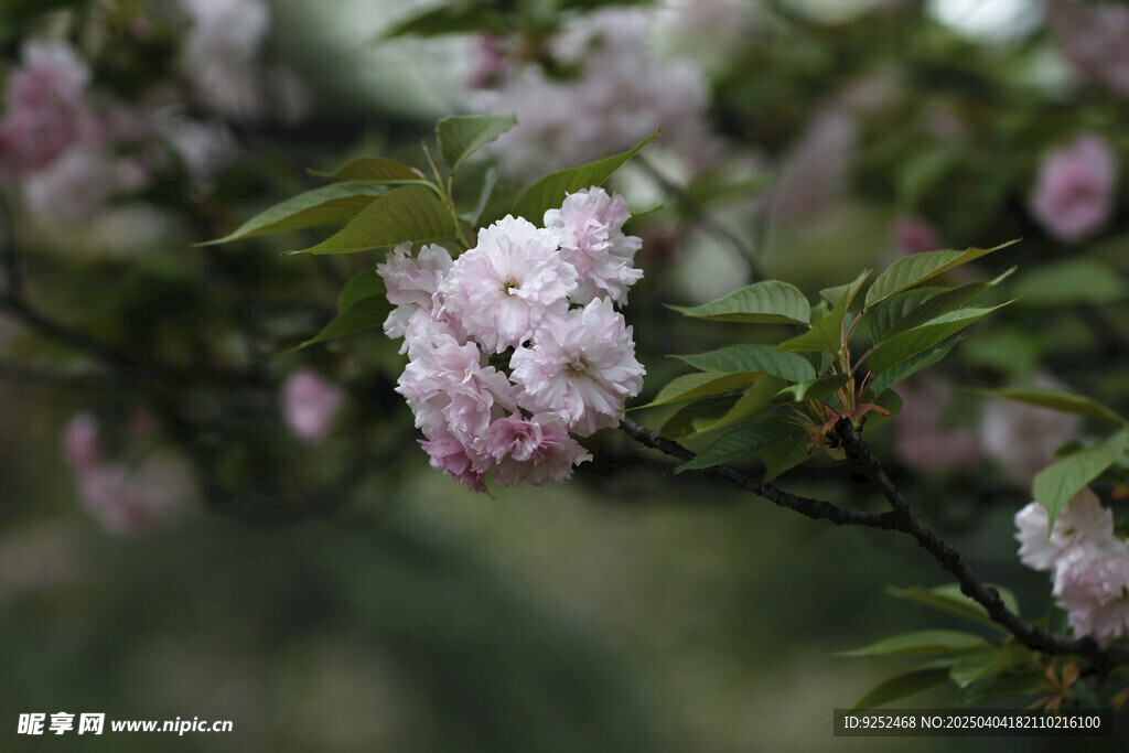 多瓣樱花 