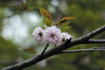  樱花枝