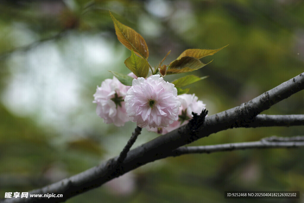  樱花枝