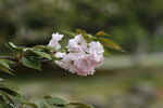 关山樱花 
