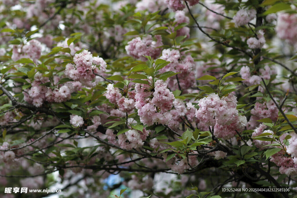粉红樱花 